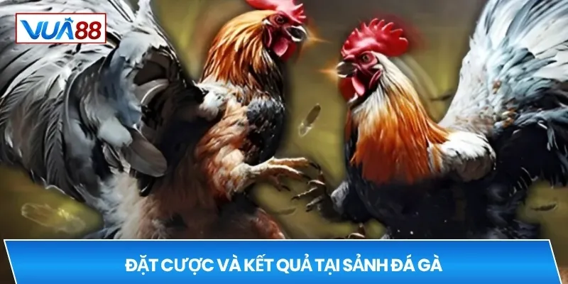 Đặt cược và kết quả tại sảnh đá gà