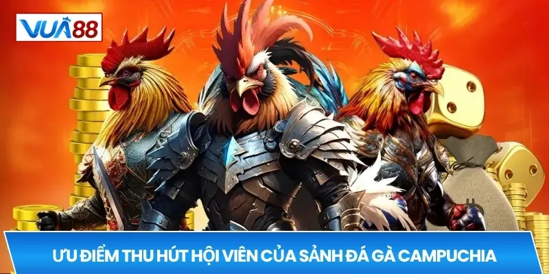 Ưu điểm thu hút hội viên của sảnh đá gà Campuchia